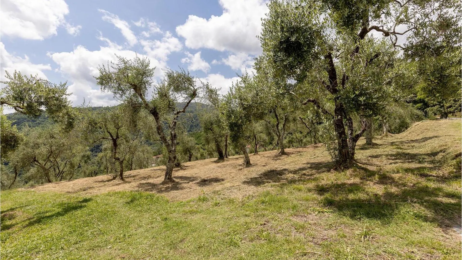Villa Bianca Gello  Holiday home